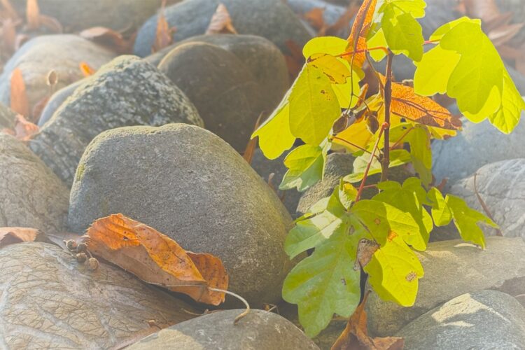 "Alles neu" - Lied zur Jahreslosung