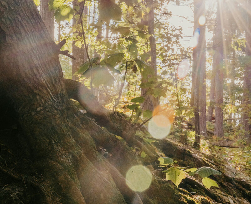 Verwurzelt.Vernetzt.Vereint - Jahresthema 2026 des CVJM